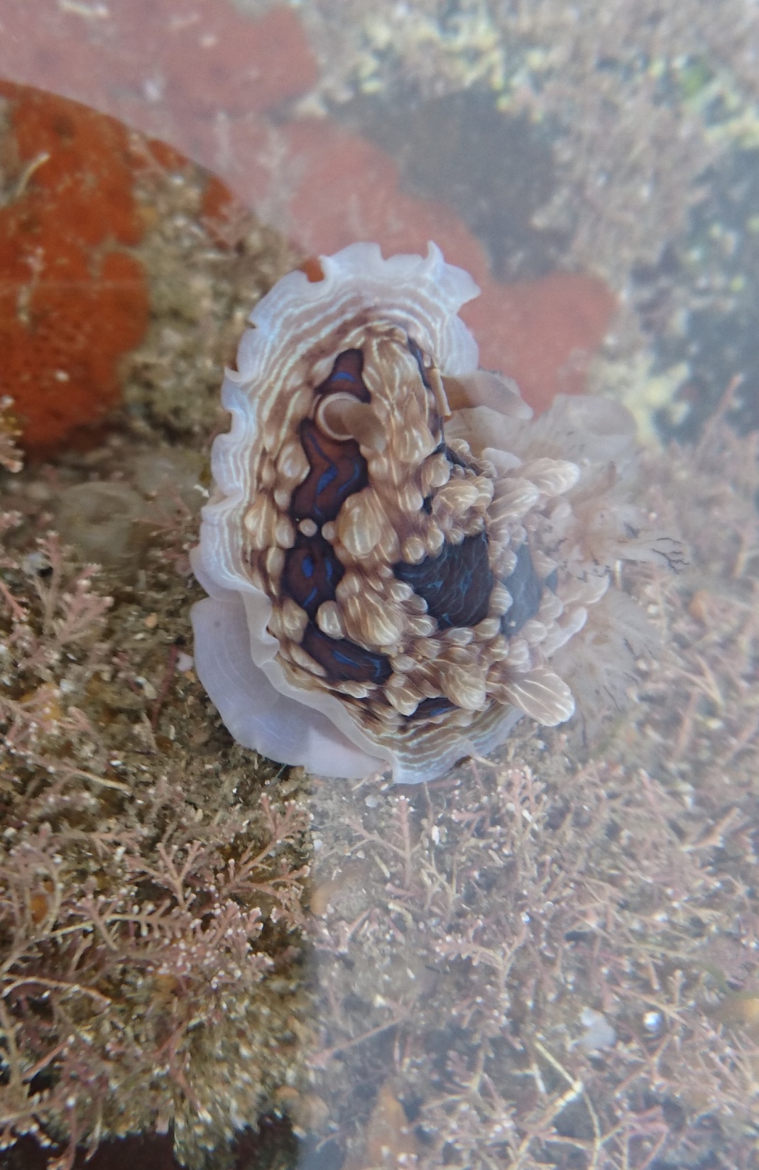 Gem nudibranch